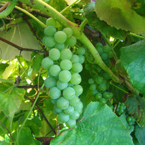 Diamond Grapevine - Certified