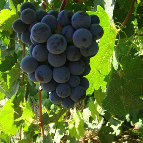 Dornfelder Grape Vines For Sale Double A Vineyards