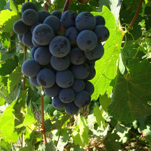 Dornfelder Grapevine - Grafted 3309 (10)