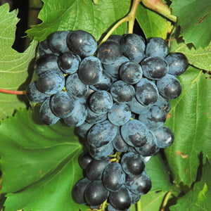 Faith Grapevine - [CPCNW] (CNY) [PP25,696] *Propagation prohibited by law* (Royalty Listed Below)
