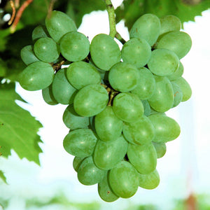 Gratitude Grapevine
