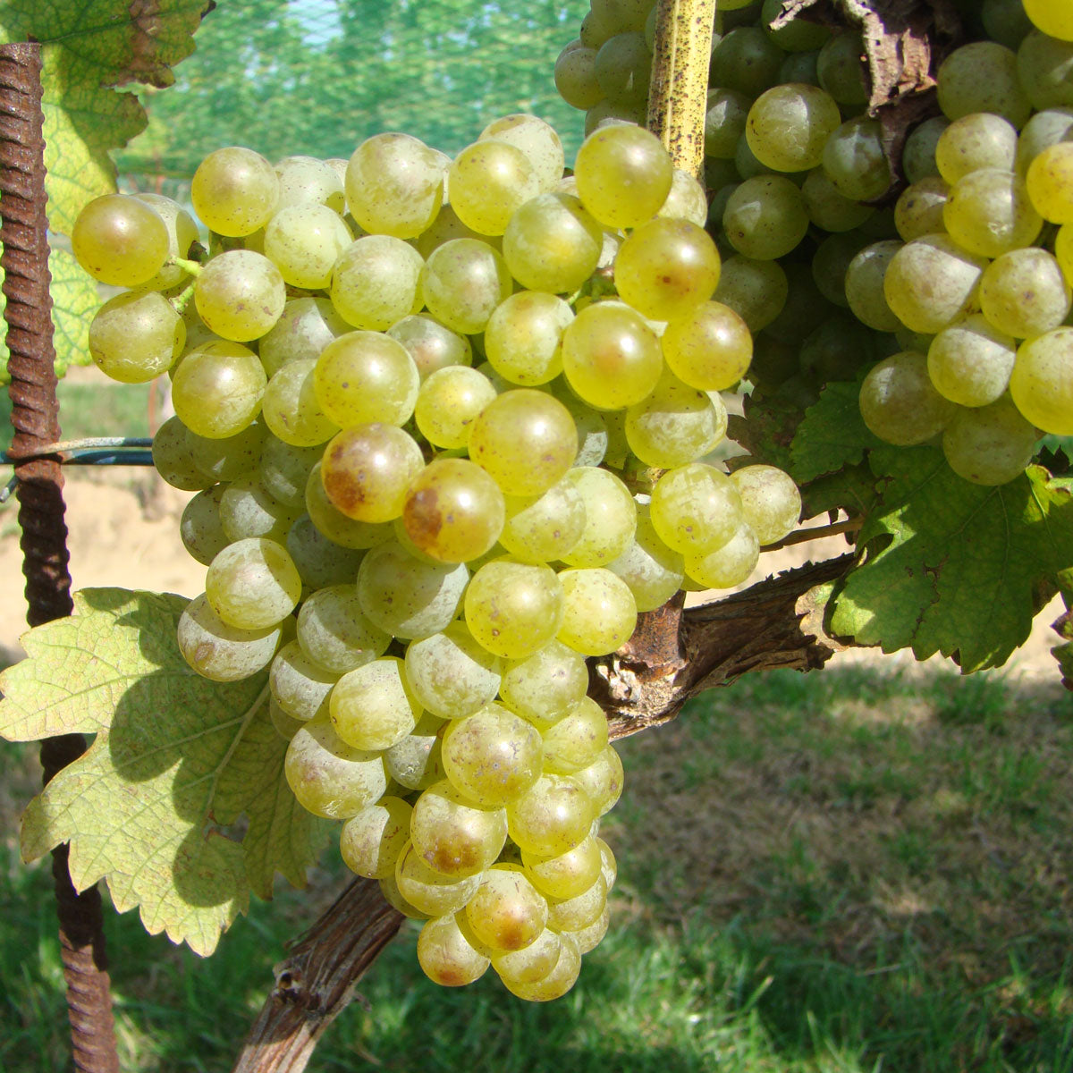 Gruner Veltliner Grapevine - Grafted 3309