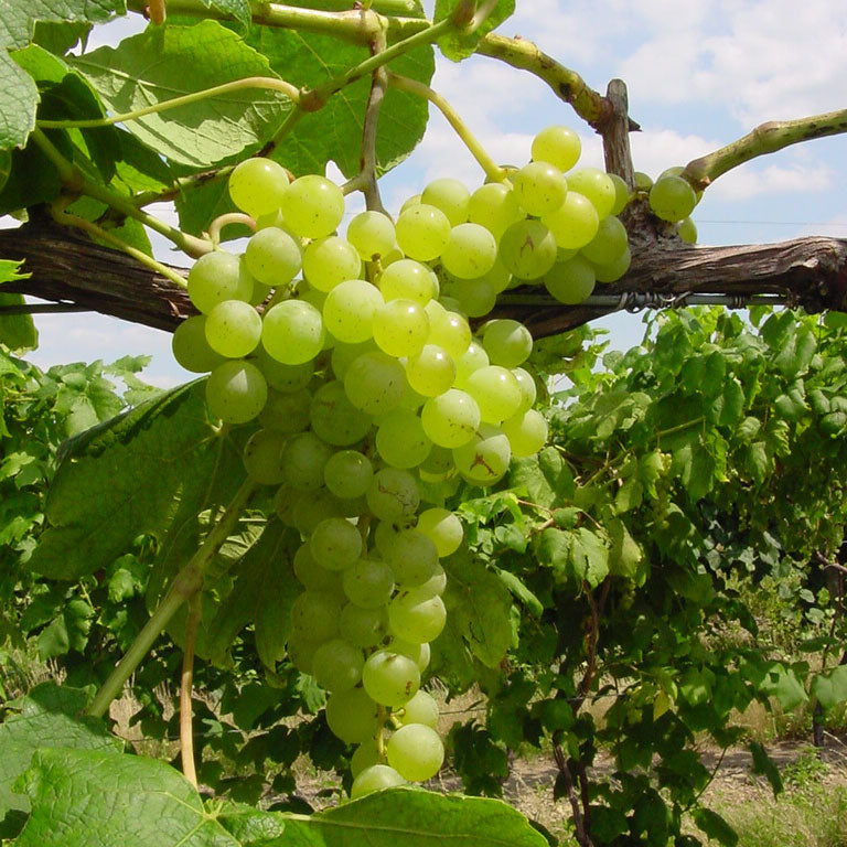 Himrod Grapevine - Certified
