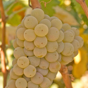 Kerner - Grafted