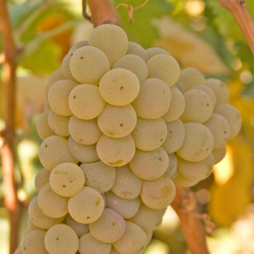 Kerner Grapevine - Grafted