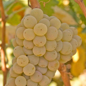 Kerner Grapevine - Grafted