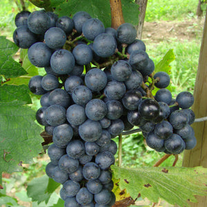 Lemberger Grapevine - Grafted