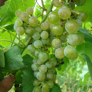 Louise Swenson Grapevine