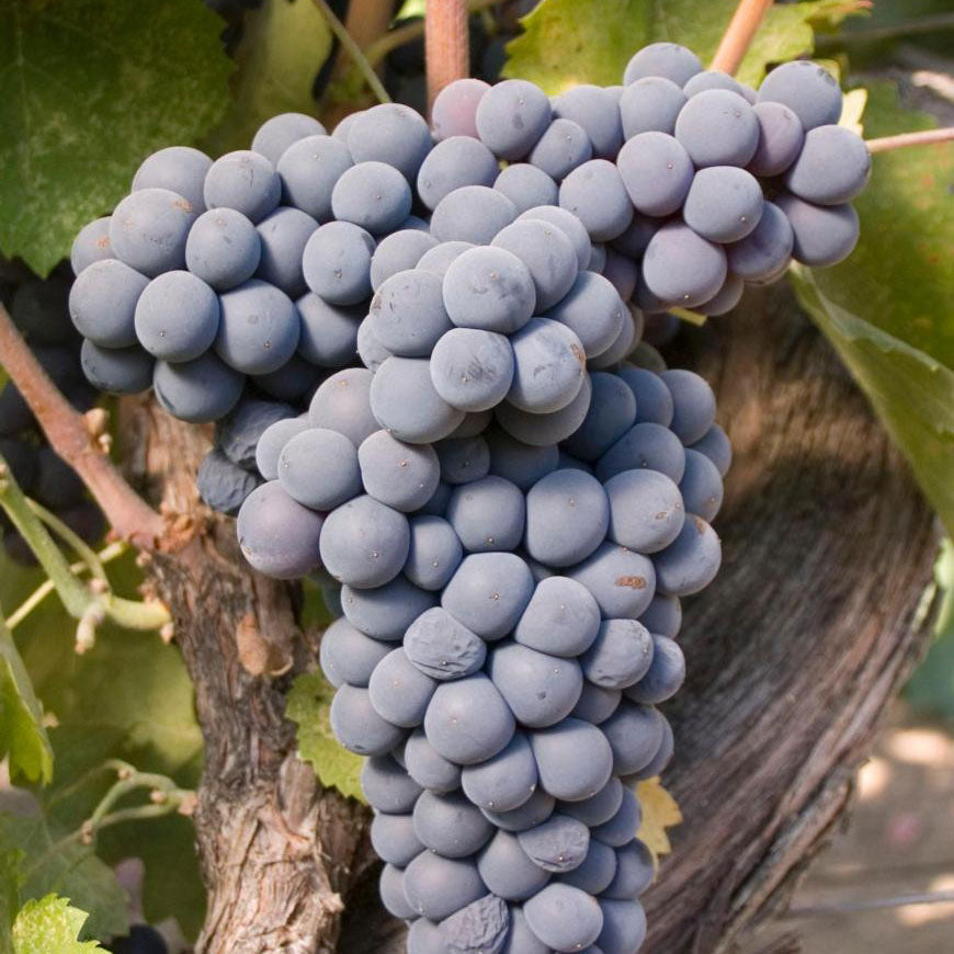 Mourvédre Grapevine - Grafted