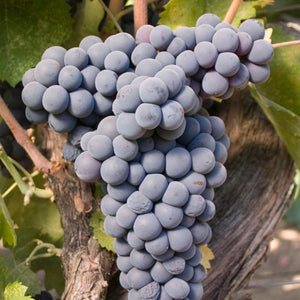 Mourvédre Grapevine - Grafted