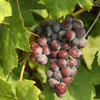 New York Muscat Grapevine