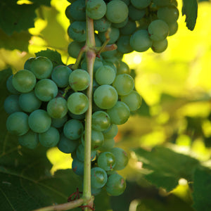 Niagara Grapevine