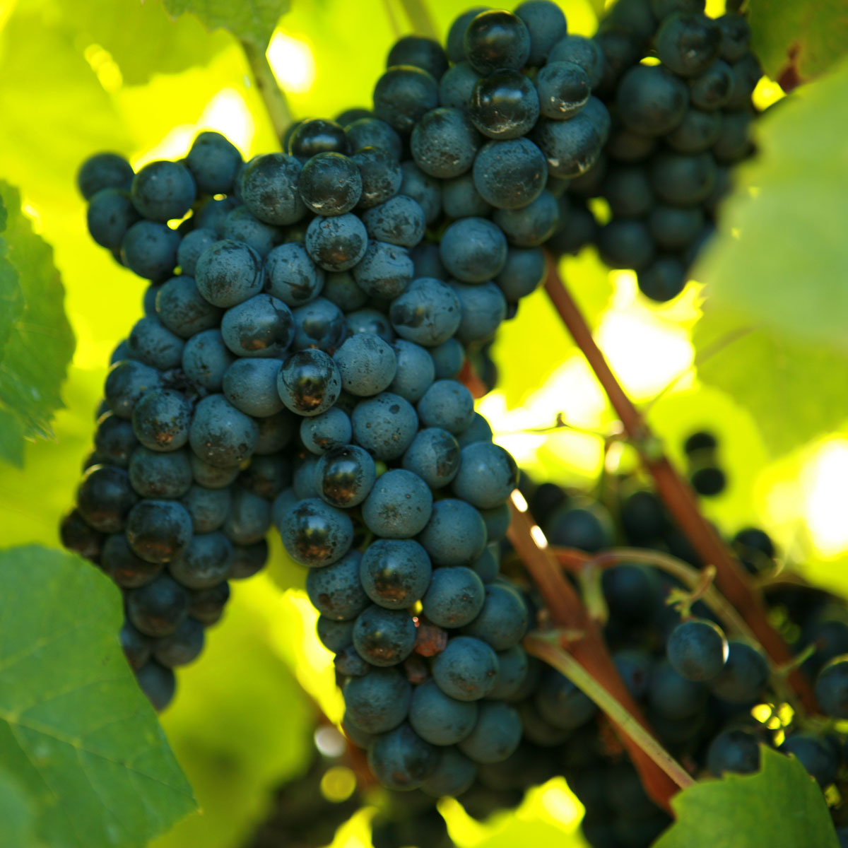 Noiret Grapevine - Certified