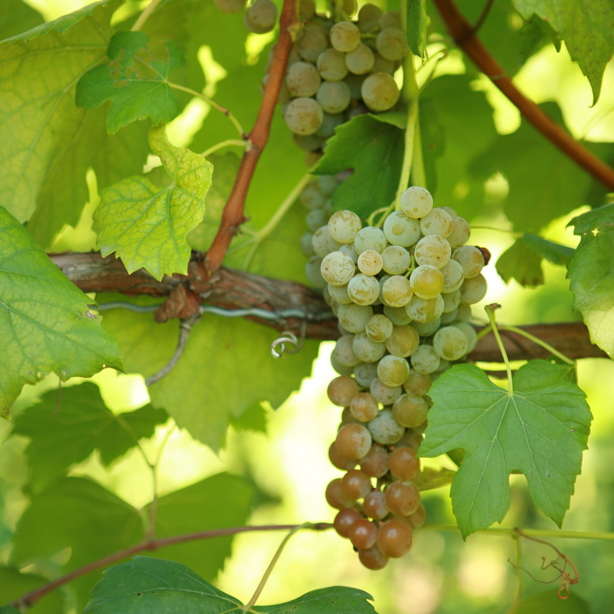Aromella Grapevine - Standard