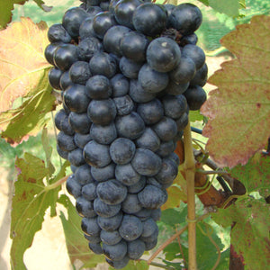 Petite Sirah Grapevine - Grafted