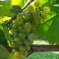 Petit Manseng Grapevine - Grafted RIP (10)