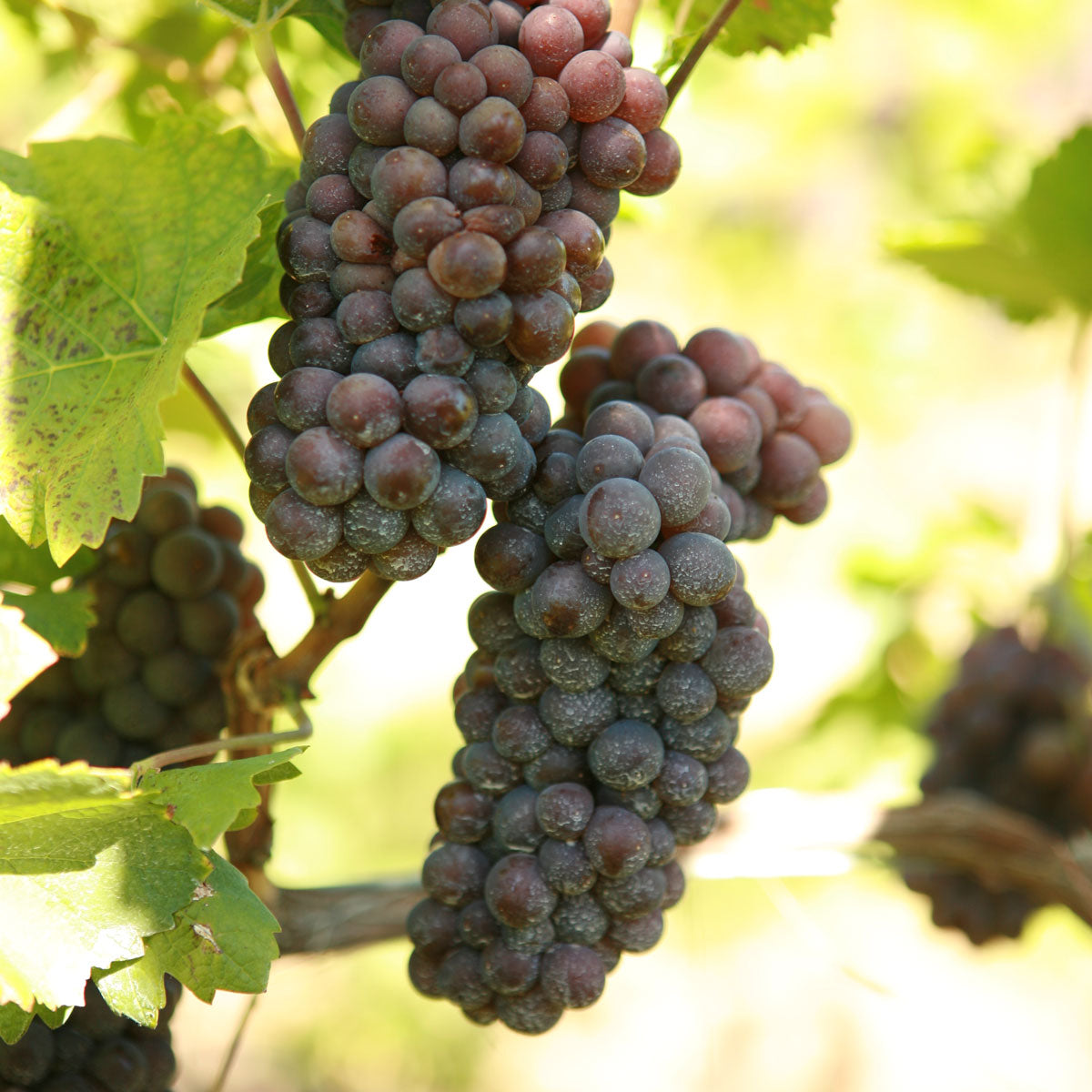 Pinot Gris Grapevine - Grafted 101-14 (10)