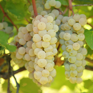Prairie Star Grapevine