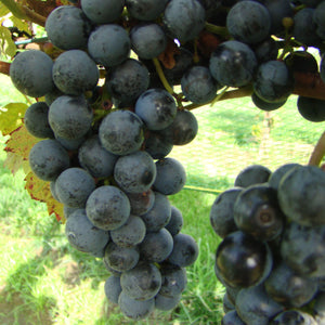 Regent Grapevine - Grafted