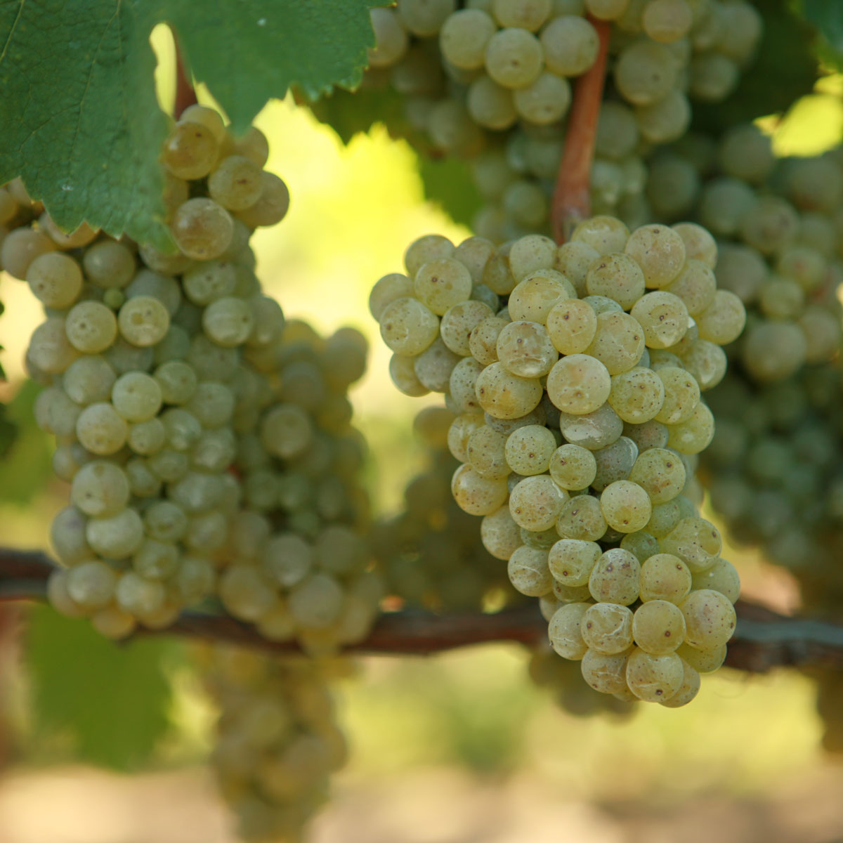 Riesling Grapevine - Grafted 101-14 (10)