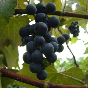 Sabrevois Grapevine