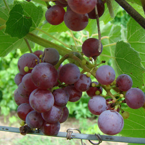 Somerset Seedless Grapevine