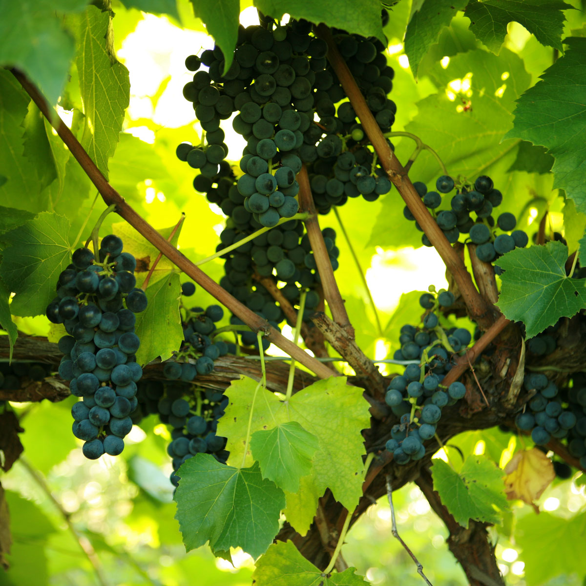 St. Croix Grapevine - Certified