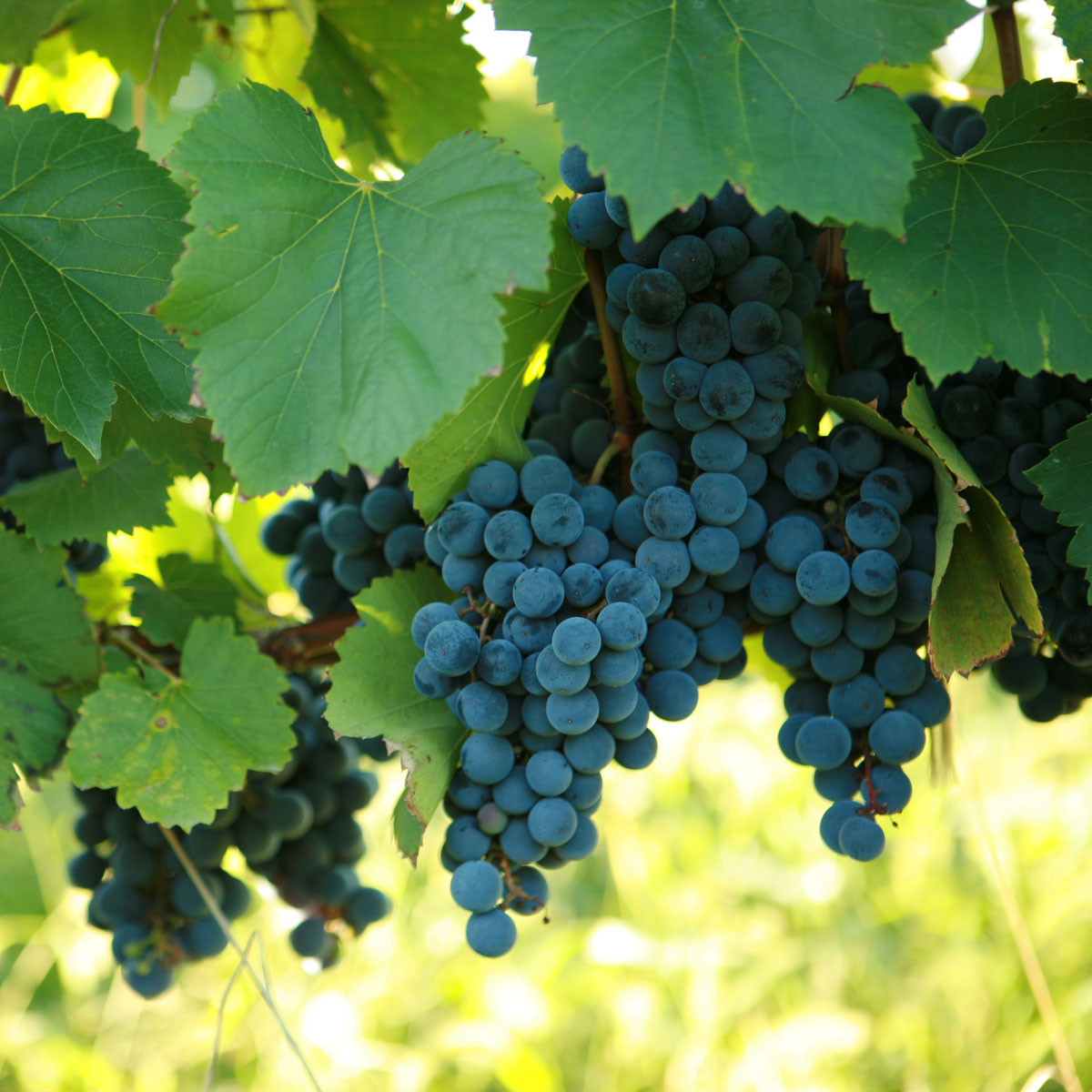 St. Vincent Certified Grapevine