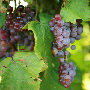 Swenson Red (CPCNW)