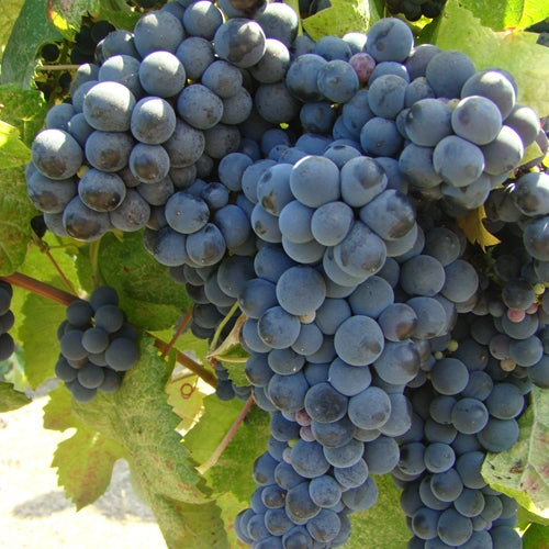 Tannat Grapevine - Grafted 1103P (10)