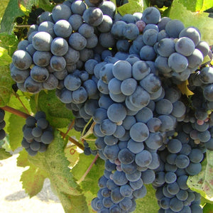 Tannat Grapevine - Grafted 5BB