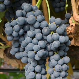 Tempranillo Grapevine - Grafted 1103P (10)