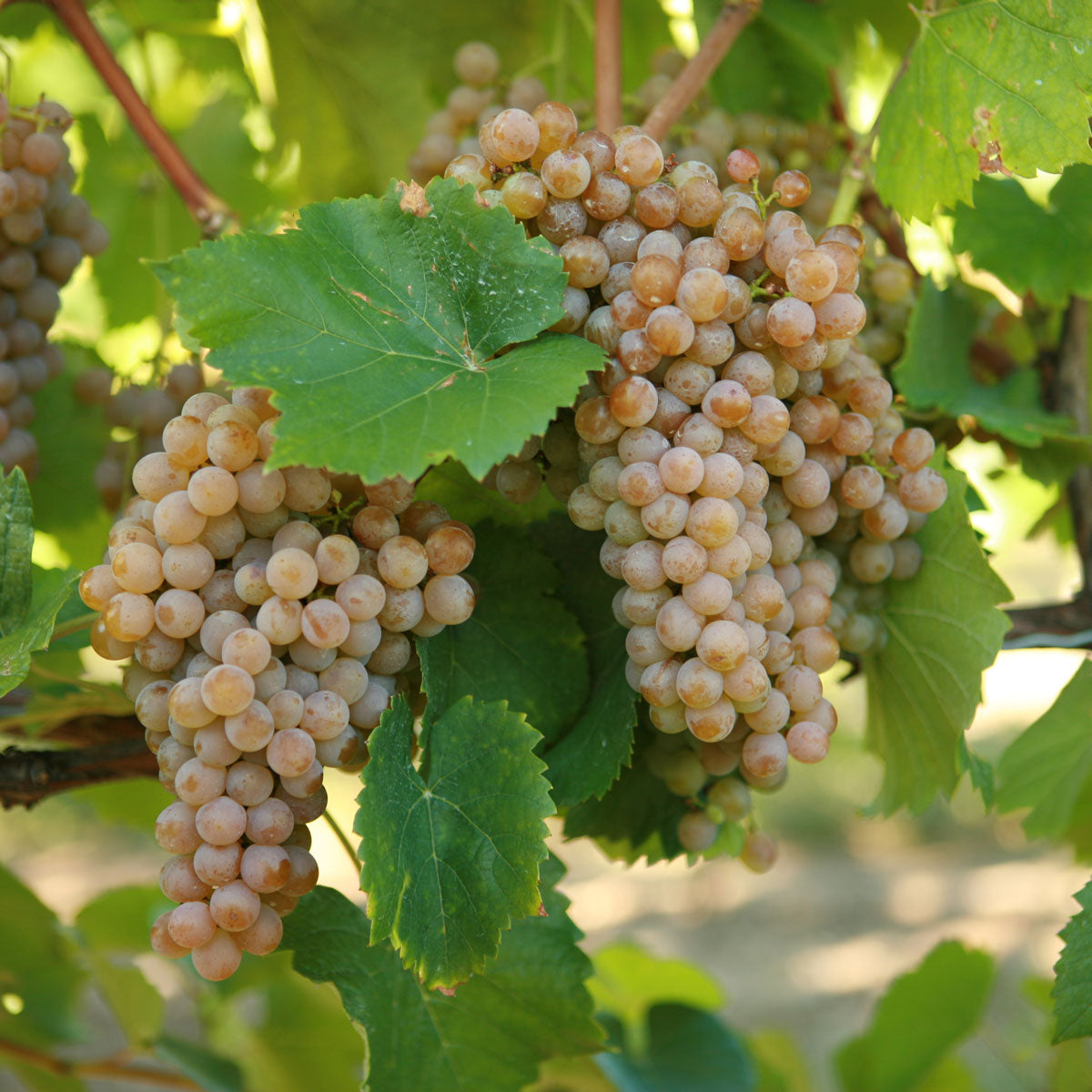 Traminette [FPS] 01.1(10-CNY)