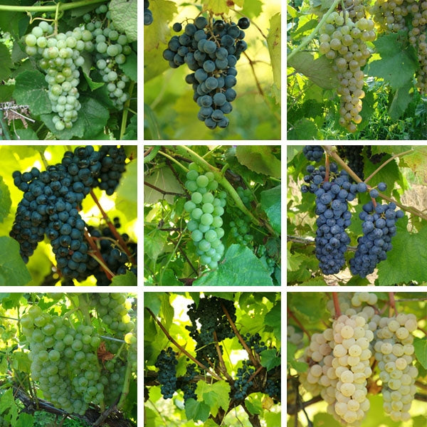 Backyard Wine Growers Collection - Pick 2 Varieties
