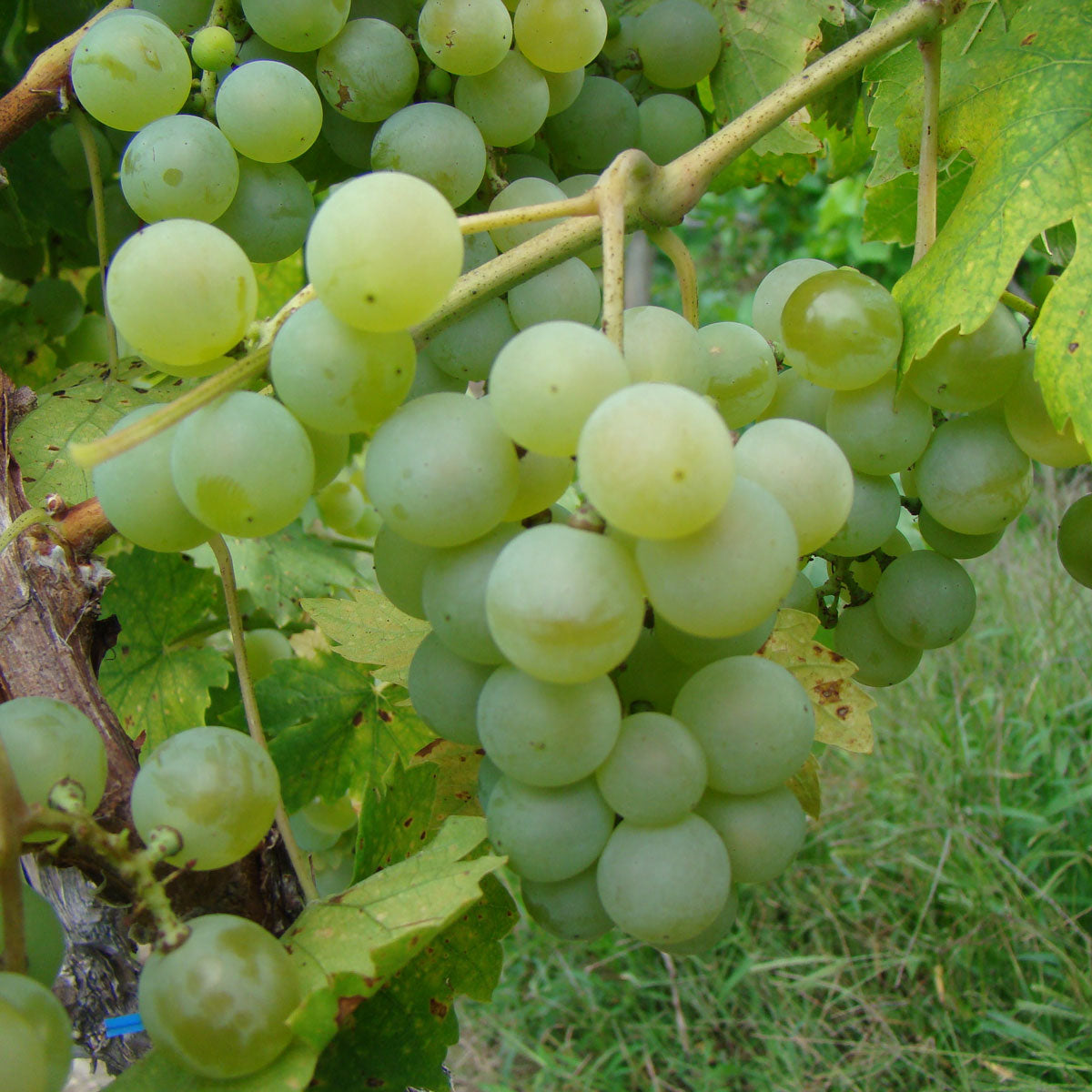 Valvin Muscat Grapevine - Grafted