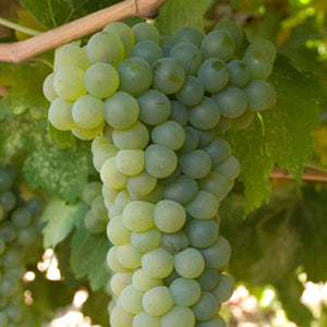 Viognier Grapevine - Grafted 3309 (10)