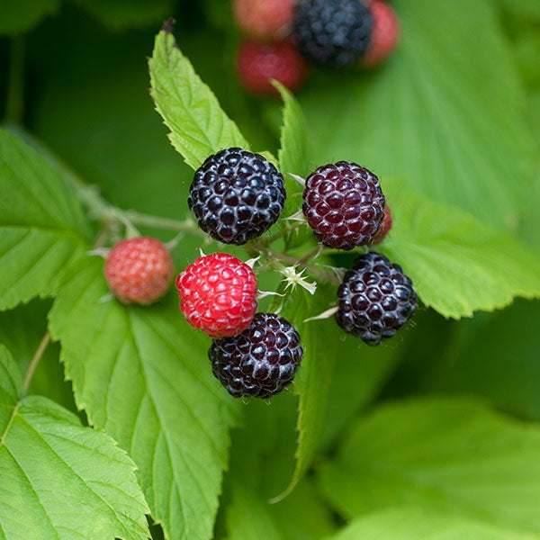 Bristol Black Raspberry Plants For Sale - Double A Vineyards
