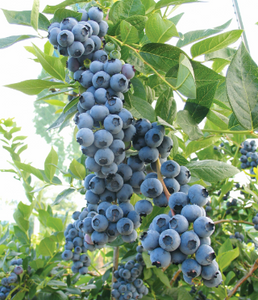 Duke Blueberries