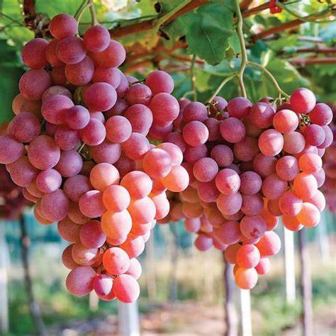 Einset Seedless Grapevine - Certified