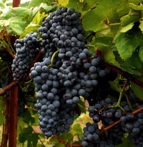 Enchantment Grapevine