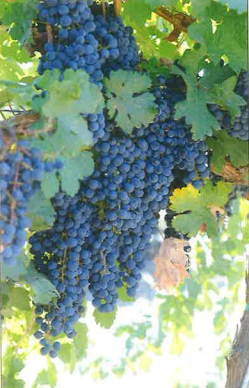 Errante Noir Grapevine - Grafted 01 (CNY) ON 101-14 (10)