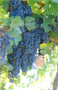 Errante Noir Grapevine - Grafted 01.1 (10) ON 1103P (10)