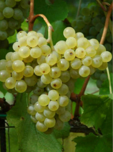 Fleurtai Grapevine - Grafted