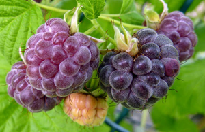 Glencoe Purple Raspberries