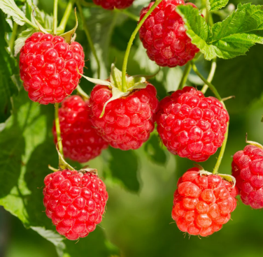 Heritage Red Raspberries (Everbearing)