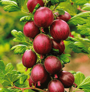 Hinnomaki Red Gooseberries