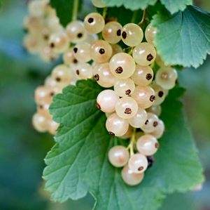 Imperial Currants