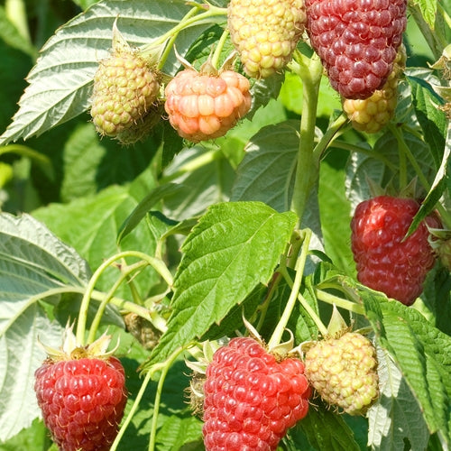Polana Raspberry Plants For Sale | Double A Vineyards