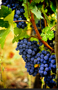 Lomanto Grapevine [FPS] 01.1 (10-CNY)
