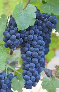 Malbec - Grafted